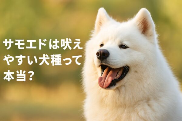 サモエドは吠えやすい犬種って本当?