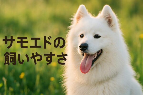 サモエドの飼いやすさ