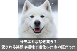 サモエドはなぜ笑う？ 愛される笑顔は極地で進化した命の証だった